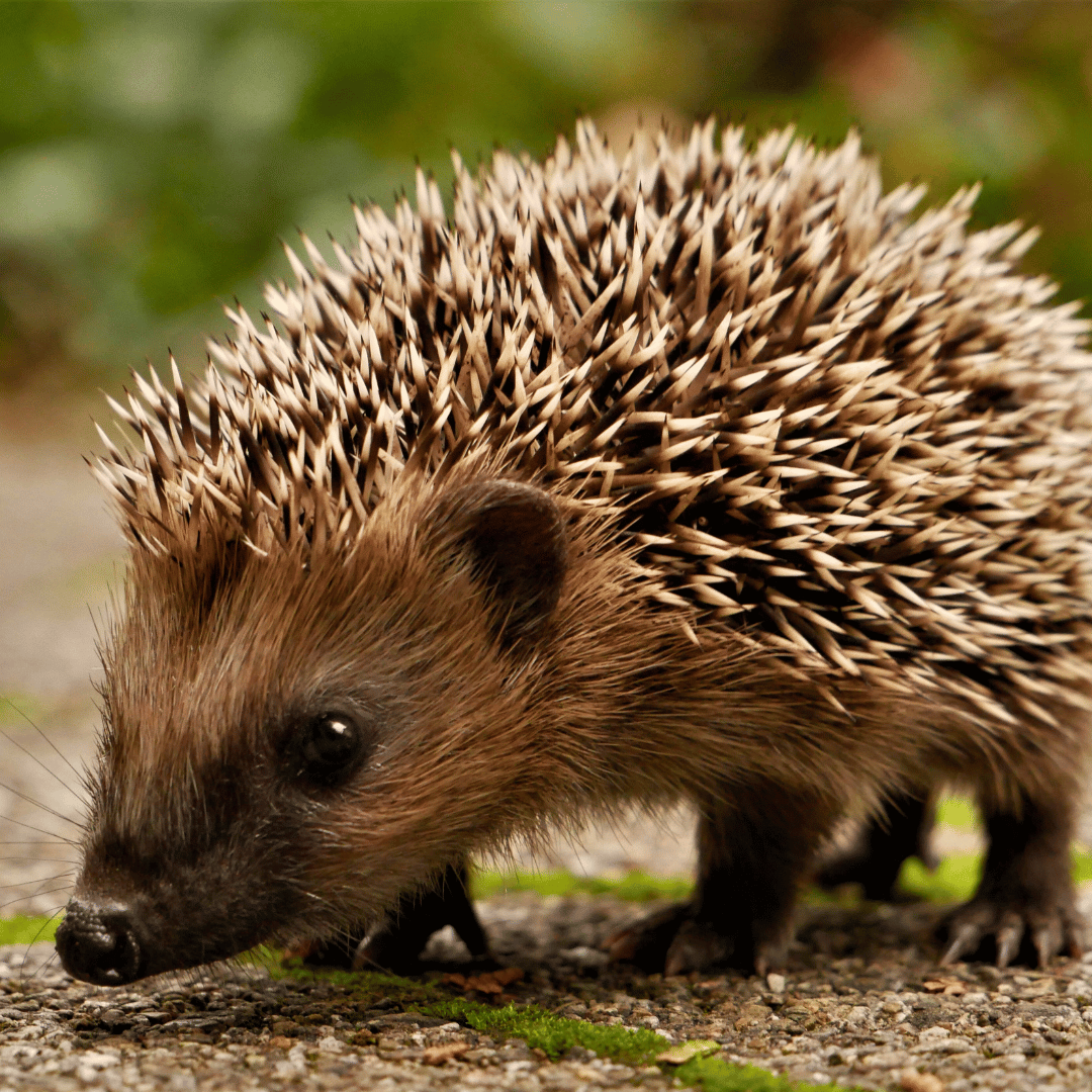 native hedgehog